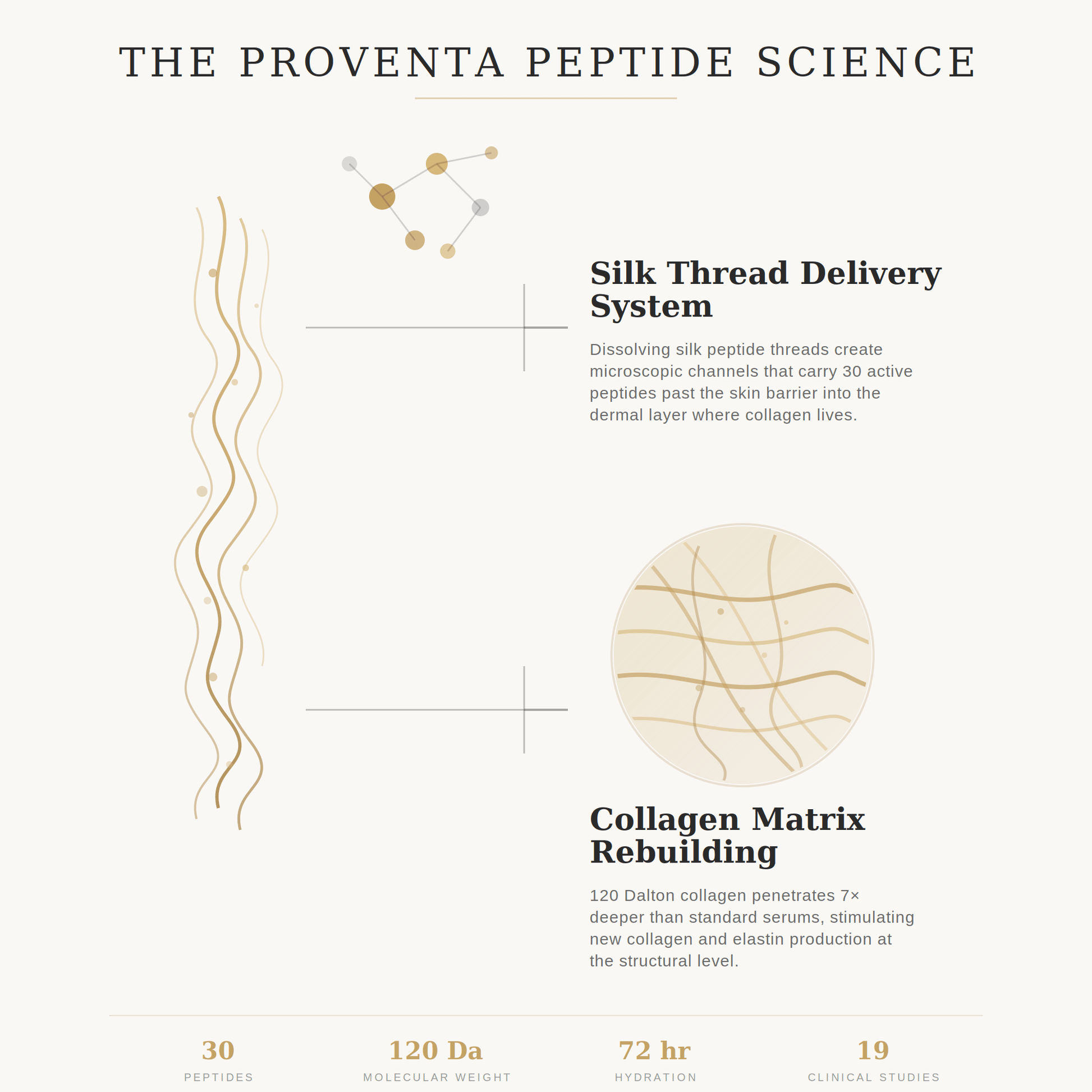 Proventa™ Deep Collagen Silk Peptide Ampoule - Shop Proventa